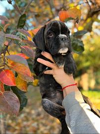 Cuccioli Boxer