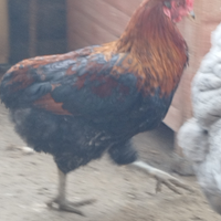 Galline Australorp - Araucana - Lakenfelder