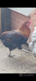 Galline Australorp - Araucana - Lakenfelder