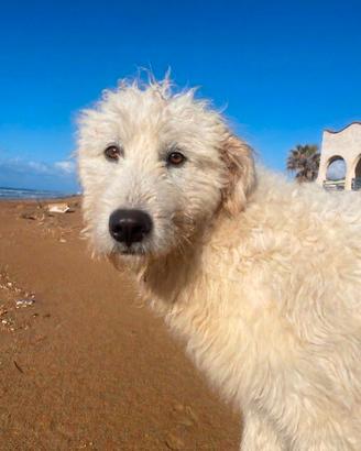 Cucciolo abbandonato spinone italiano