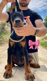 Dobermann cuccioli