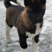 Cuccioli akita americano