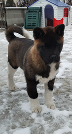 Cuccioli akita americano