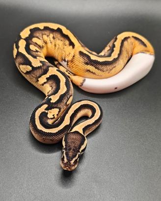 Disponibili ultimi pitoni reali 2025