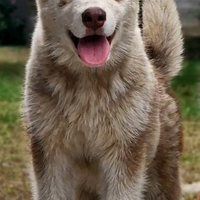 Alaskan malamute