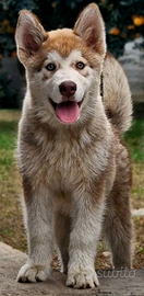 Alaskan malamute