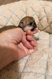 Chihuahua