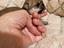 Immagine 1