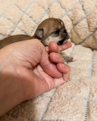 Chihuahua