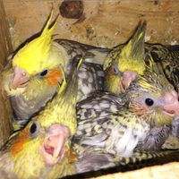 Pulli di calopsite da allevare a mano