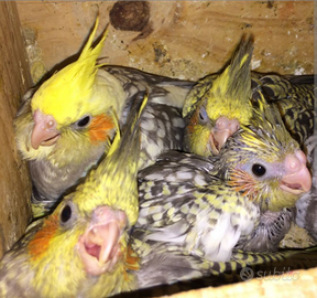 Pulli di calopsite da allevare a mano