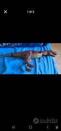 tirannosauro rosso jurassic Park Kenner 