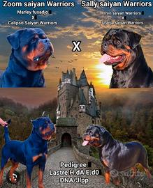 Cuccioli rottweiler pedigree