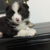 Border collie maschio meraviglioso