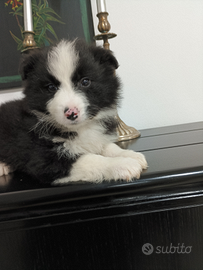 Border collie maschio meraviglioso