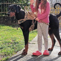 Maschio di doberman per monta