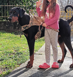 Maschio di doberman per monta