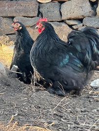 Coppia cocincine nera