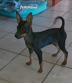 Cuccioli pinscher nano