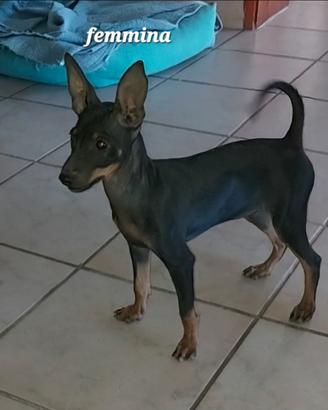 Cuccioli pinscher nano