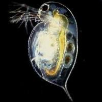 Starter Daphnia
