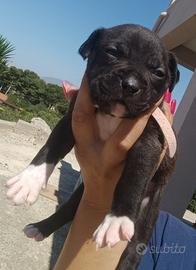 American pitbull terrier - femmina - black/white