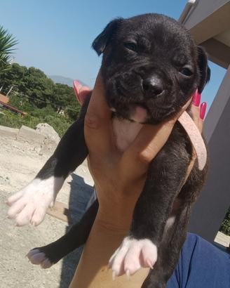 American pitbull terrier - femmina - black/white