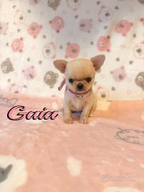 Chihuahua femmina con pedigree enci