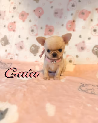 Chihuahua femmina con pedigree enci