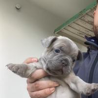 Cuccioli di bulldog francese