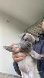 Cuccioli di bulldog francese