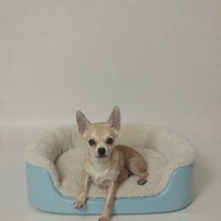 Chihuahua maschio a pelo corto