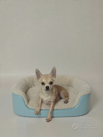 Chihuahua maschio a pelo corto