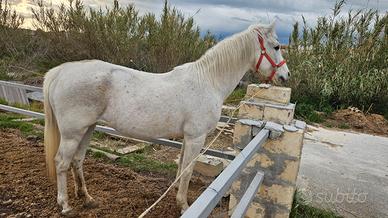 Cavalla siciliana bravissima anni 16 con documenti