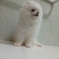 Spitz pomerania maschietto