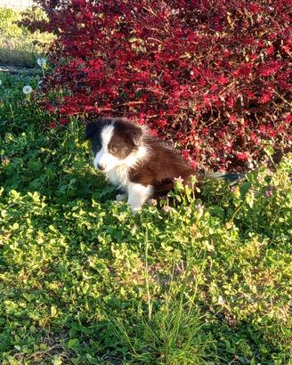 Cuccioli di border collie alta genealogia