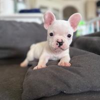Cuccioli Bulldog francese