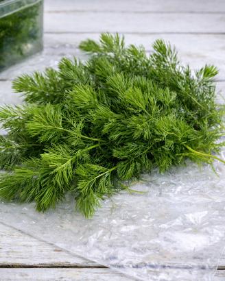 Cerathophyllum demersum da laghetto naturale