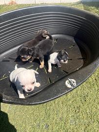 Cuccioli di chihuahua