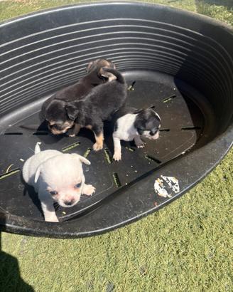 Cuccioli di chihuahua