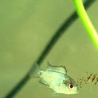 Adinoacara pulcher