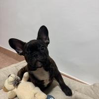 Cucciolo bulldog francese 4 mesi