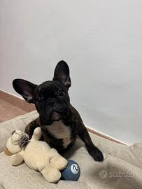 Cucciolo bulldog francese 4 mesi