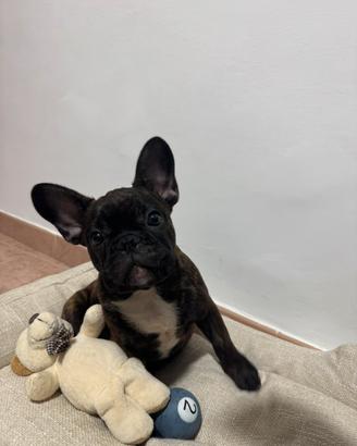 Cucciolo bulldog francese 4 mesi