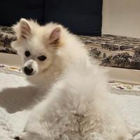 Volpino italiano Stallone