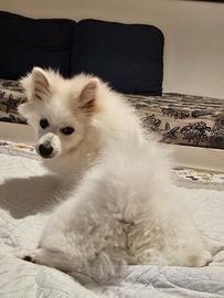 Volpino italiano Stallone