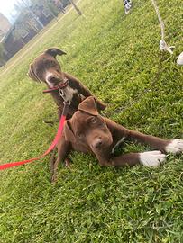 Pitt bull terrier