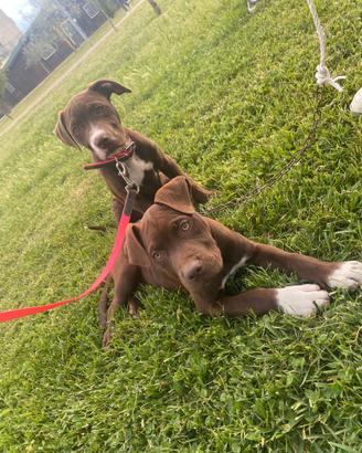 Pitt bull terrier
