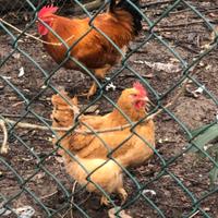 Galline razza robusta Lionata