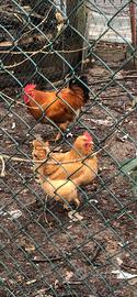 Galline razza robusta Lionata